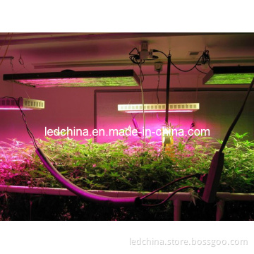 600W High Power LED Grow Lighting
